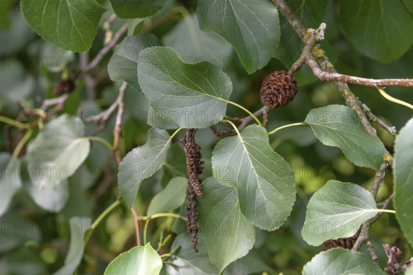 Italian alder (Alnus cordata), Hohenheim Gardens, Germany, Europe