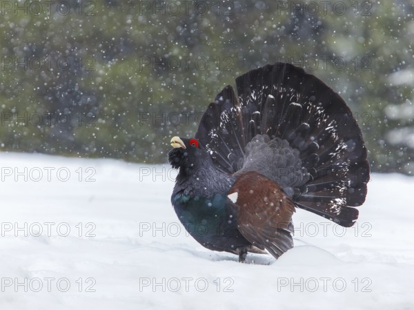 Wood Grouse or Capercaillie (Tetrao urogallus), displaying during snowfall, Tyrol, Austria, Europe