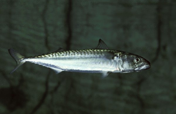 Atlantic Mackerel (scomber scombrus)