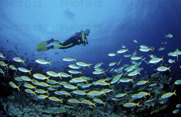 Shoal of yellow-backed fusiliers and divers, Caesio teres, Maldives, Indian Ocean, Meemu Atoll, Asia