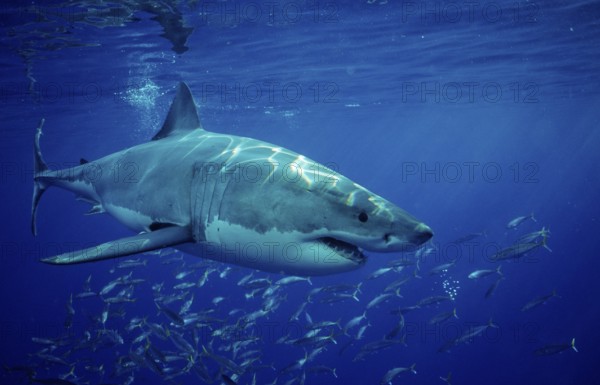 Great white shark, Carcharodon carcharias, Mexico, Pacific Ocean, Guadalupe, Central America