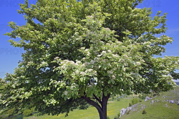 Whitebeam, Sorbus aria, Whitebeam