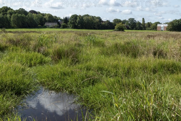 Green grass and water reflection on a summery wet meadow in the Düngelau Feld nature reserve in the Eidelstedter Feldmark, Hamburg, Germany, Europe