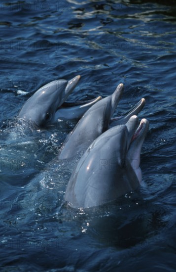 Bottlenose Dolphins (Tursiops truncatus)
