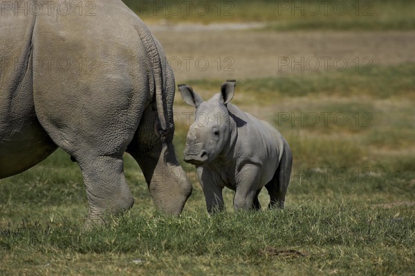 White Rhinoceros (ceratotherium simum), Female with Calf, Nakuru Park in Kenya