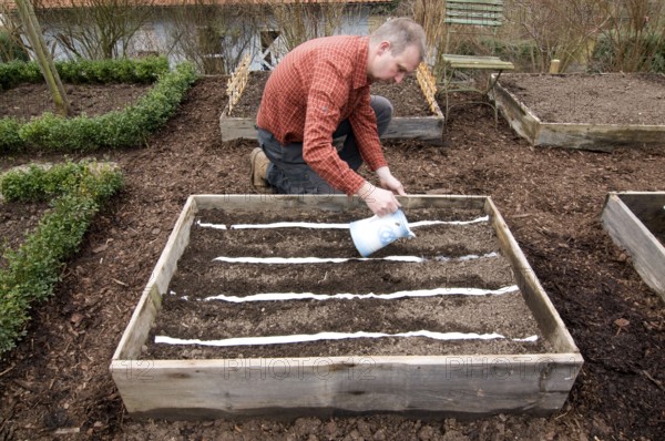 Man laying seed tape, sowing, manure bed, watering, watering