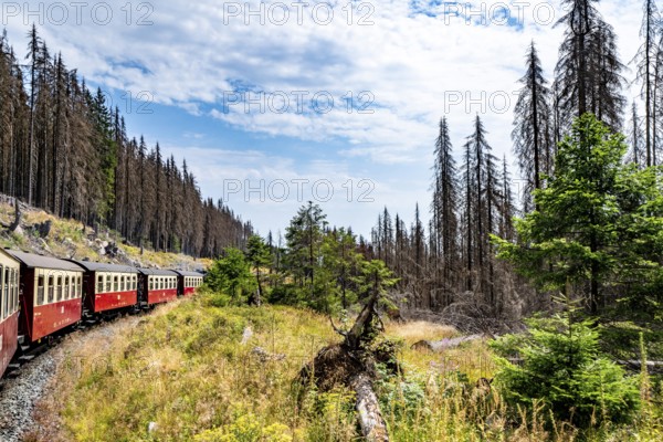 Old train wagons on a railroad in a forest with tall trees in a summer landscape