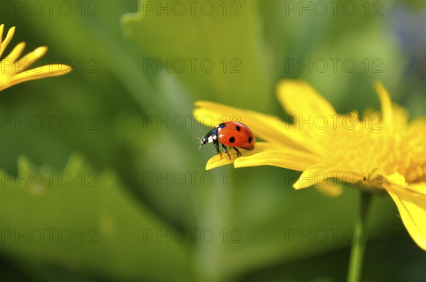Ladybird on yellow daisy flower, seven-spott ladybird (Coccinella septempunctata) on marguerite (Leucanthemum)
