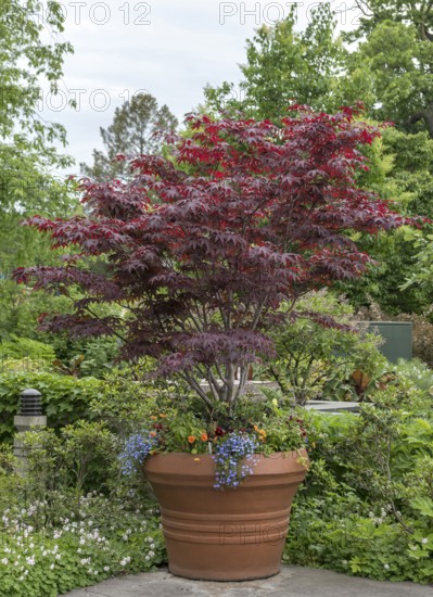Red fan maple (Acer palmatum 'Bloodgood')