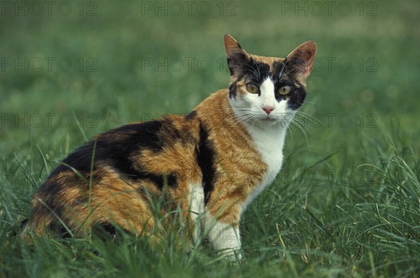 Tricolor Domestic Cat sitting on Grass