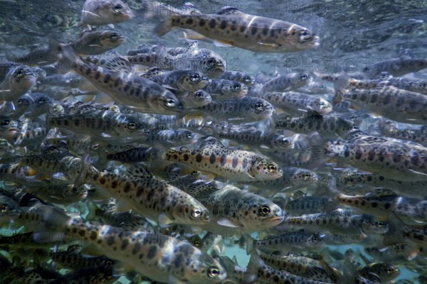 River Trout swim underwater, Trout underwater scene, Trout farm