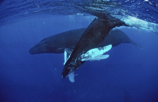 Humpback whale, mother and calf, Megaptera novaeangliae, Silverbanks, Caribbean Sea, Dominican Republic, Central America