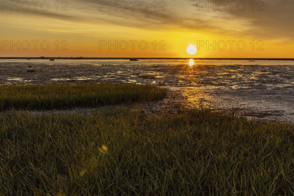 Evening at Beltringharder Koog, North Frisia, Schleswig Holstein, Germany, Europe