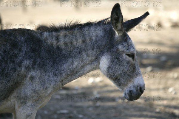 Donkey profile side view portrait in gray color