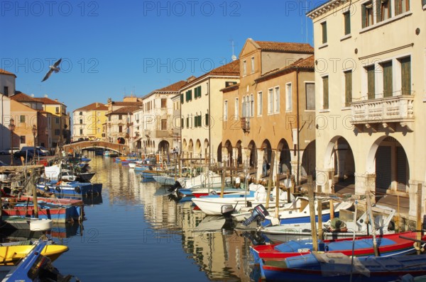 Fishing Boats on Riva Vena canal - Chioggia - Venice - Italy, Chioggia, Veneto Region, Italy, Europe