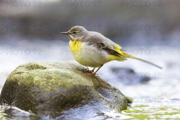 Grey wagtail (Motacilla cinerea), Bergeronnette des ruisseaux, Lavandera Cascadeña, mountain wagtail, songbird species, waters, water, river, Slovenska Bistrica area, Slovenska Bistrica, Podravska, Slovenia, Europe