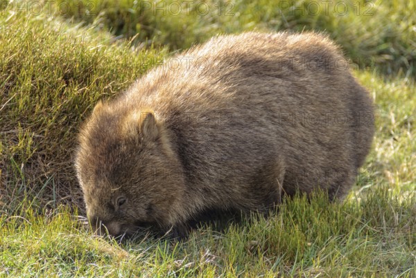 The wombat is the largest burrowing mammal, Cradle Mountain, Tasmania, Australia, Oceania