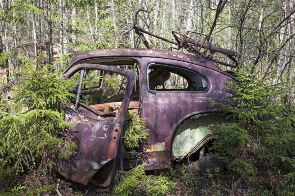 Old car wreck in the car cemetery of Kyrkoe Mosse, Ryd, Tingsryd, Kronoberg County, Sweden, Europe