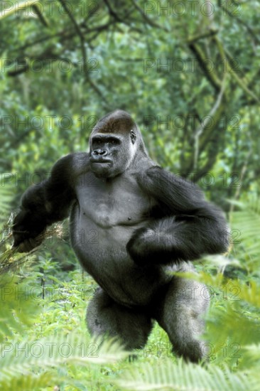 Western Gorilla, male (Gorilla gorilla gorilla), silverback