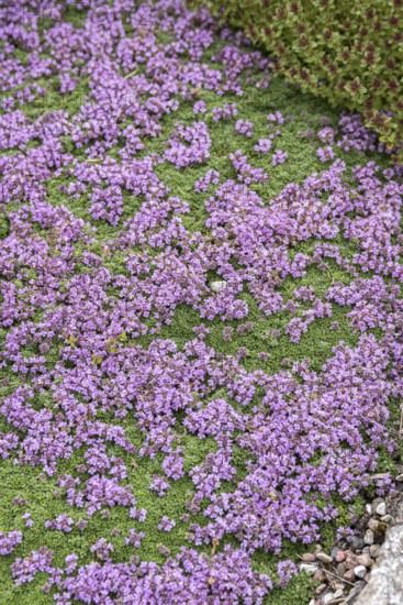 Carpet thyme (Thymus praecox 'Minor')