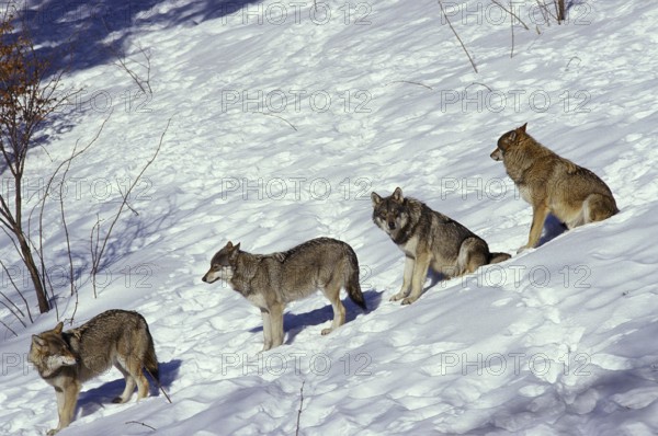 EUROPEAN WOLF (canis lupus), PACK STANDING ON SNOW