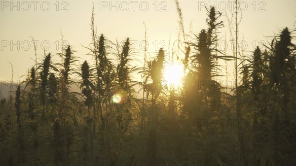 Silhouette of marijuana plants at outdoor cannabis farm field in sunset and sun behind plants. Hemp plants used for CBD and health