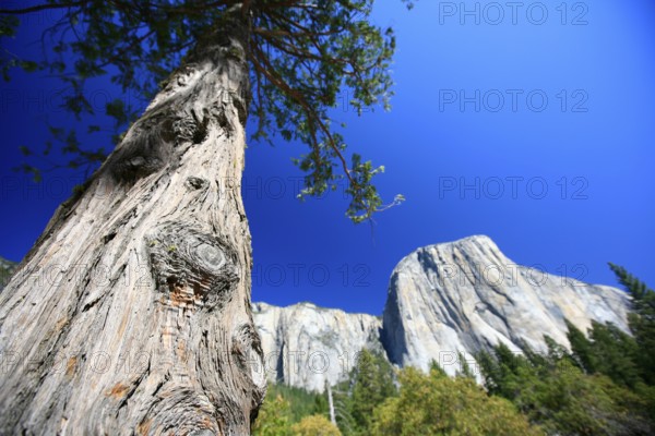 View towards El Capitan Mountain, with one of the major climbing routes, The Nose, on its granite cliff face, Yosemite National Park, California, USA, North America