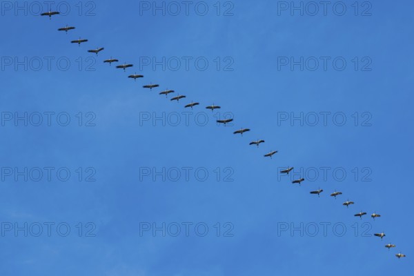 A long line of birds majestically crosses the clear sky, cranes, Gruidae, on their way south