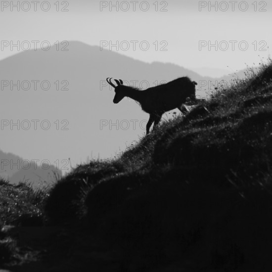 Chamois standing on the ridge of Mount Niederhorn, Switzerland. Early morning