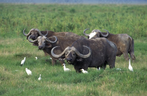 African Buffalo (syncerus caffer), Herd with Cattle Egrets, bubulcus ibis, Masai Mara Park in Kenya