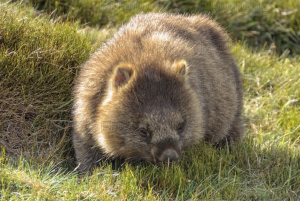 Common wombat at the Waldheim Chalet in the Cradle Mountain-Lake St Clair National Park, Tasmania, Australia, Oceania