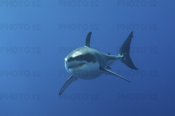 Great white shark, Carcharodon carcharias, Neptune Islands, Australia, Oceania