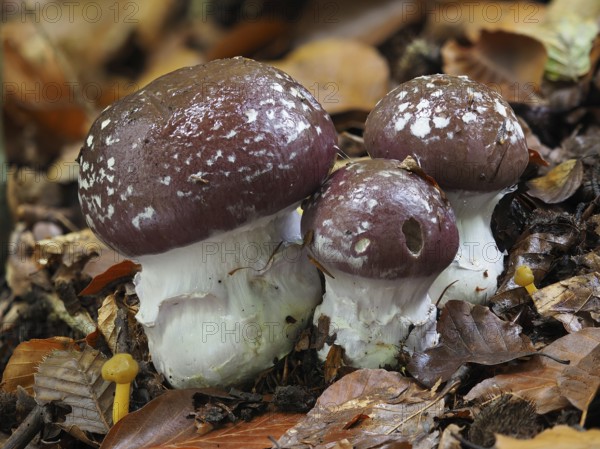 Cortinarius praestans, also known as the goliath webcap, is a basidiomycete mushroom of the genus Cortinarius. The barn owl or the blue-booted slimehead was Mushroom of the Year 2010