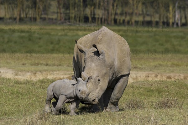 White Rhinoceros (ceratotherium simum), Mother with Calf, Nakuru Park in Kenya