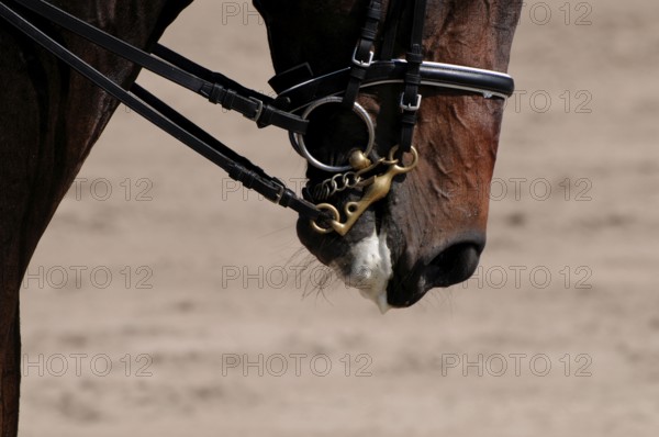 Dressage, dressage riding, mouth, dressage curb bit, English noseband, foam, lateral