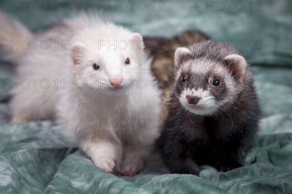 Two small ferrets laying on cstudio cloth in a cute portrait