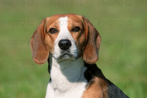 Beagle