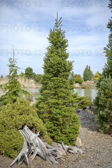 Korean fir (Abies koreana 'Verdener Dom'), Dubrauer Baumschule, Dubrau, Brandenburg, Germany, Europe