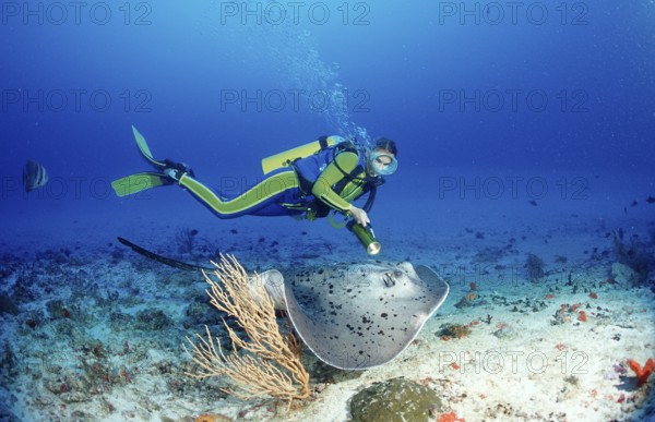 Black spot, stingray and diver, Taeniura meyeni, Maldives, Indian Ocean, Ari Atoll, Asia