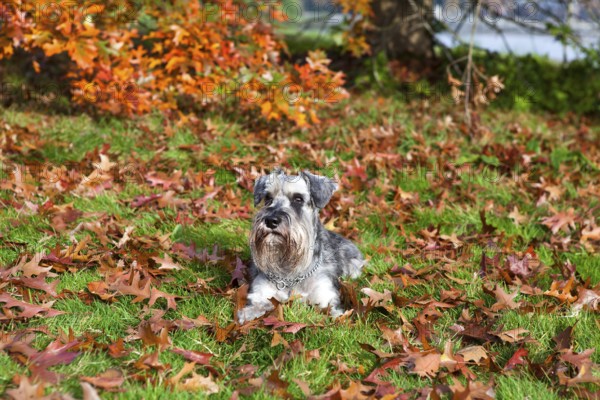 Cute miniature schnauzer on fallen leaves in autumn