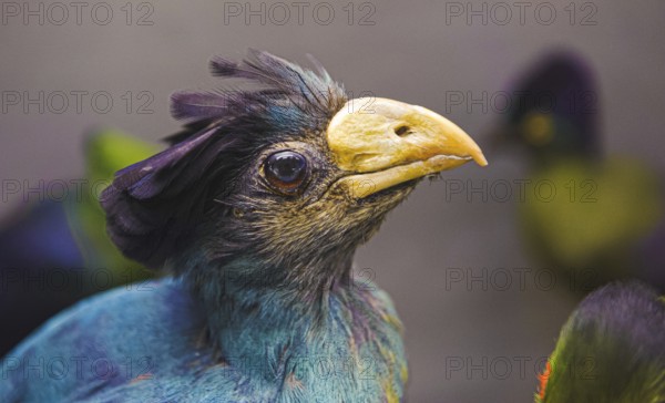 Stuffed blue bird with yellow beak