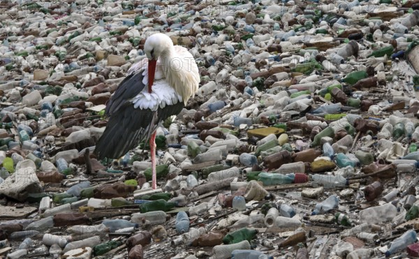 Stork in a sea full of plastic waste