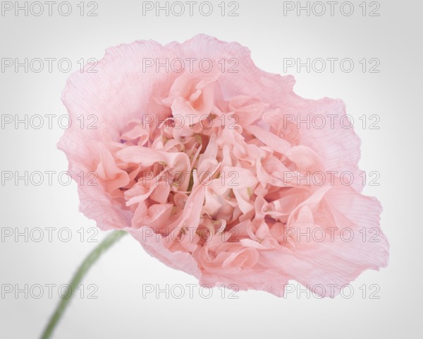 Pink Peony Poppy, closeup of a flower with light pink petals isolated on white