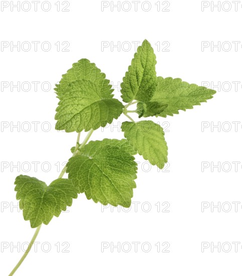 Lemon balm plant green leaves closeup. Isolated on white