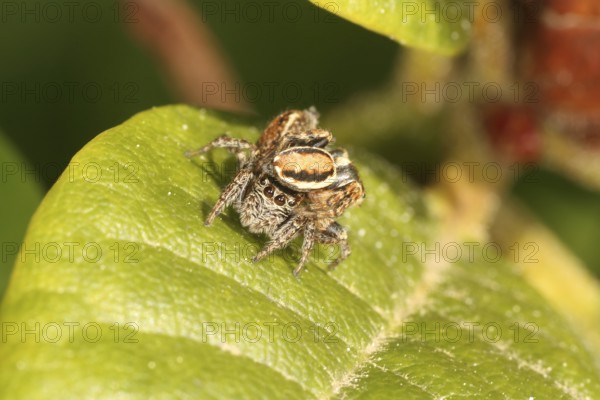 Mating of jumping spiders