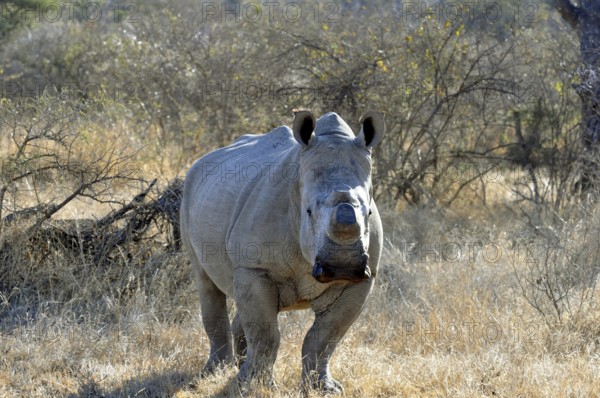 A white rhinoceros with its horn removed to protect it against poachers