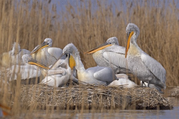 Dalmatian pelicans (Pelecanus crispus), breeding colony, adults and juveniles, Danube Delta Biosphere Reserve, Romania, Europe