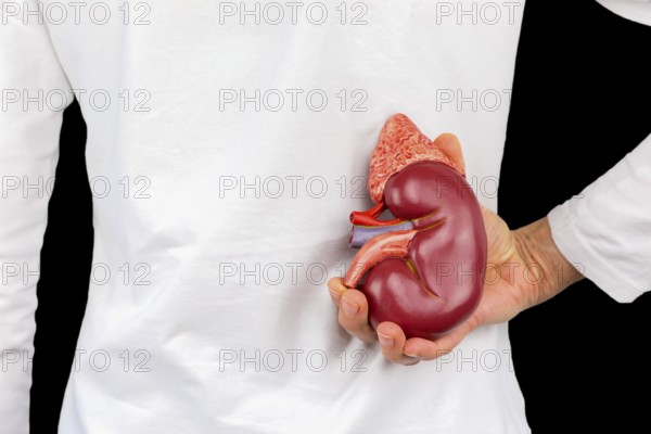 Female hand holding human kidney organ at back of body isolated on black background