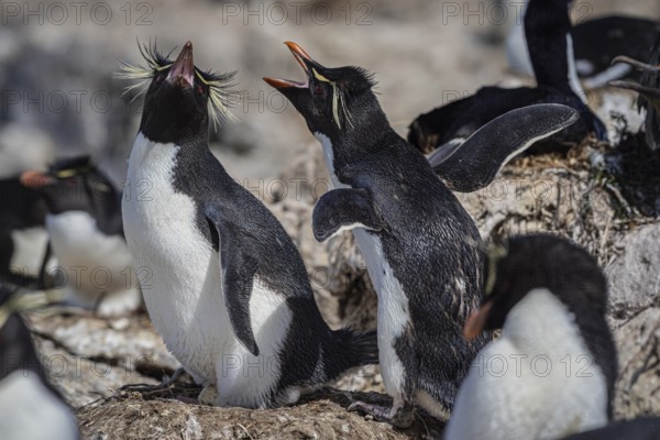 Rockhopper penguin (Eudyptes chrysocome), breeding pair in a colony, Pebble Island, Falkland Islands, Great Britain, South Atlantic, South America