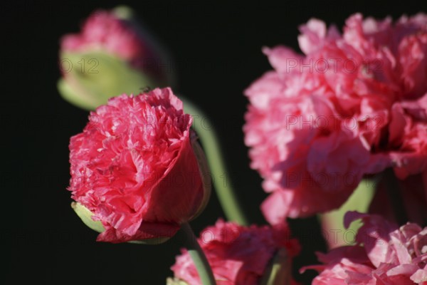 Poppy in pink